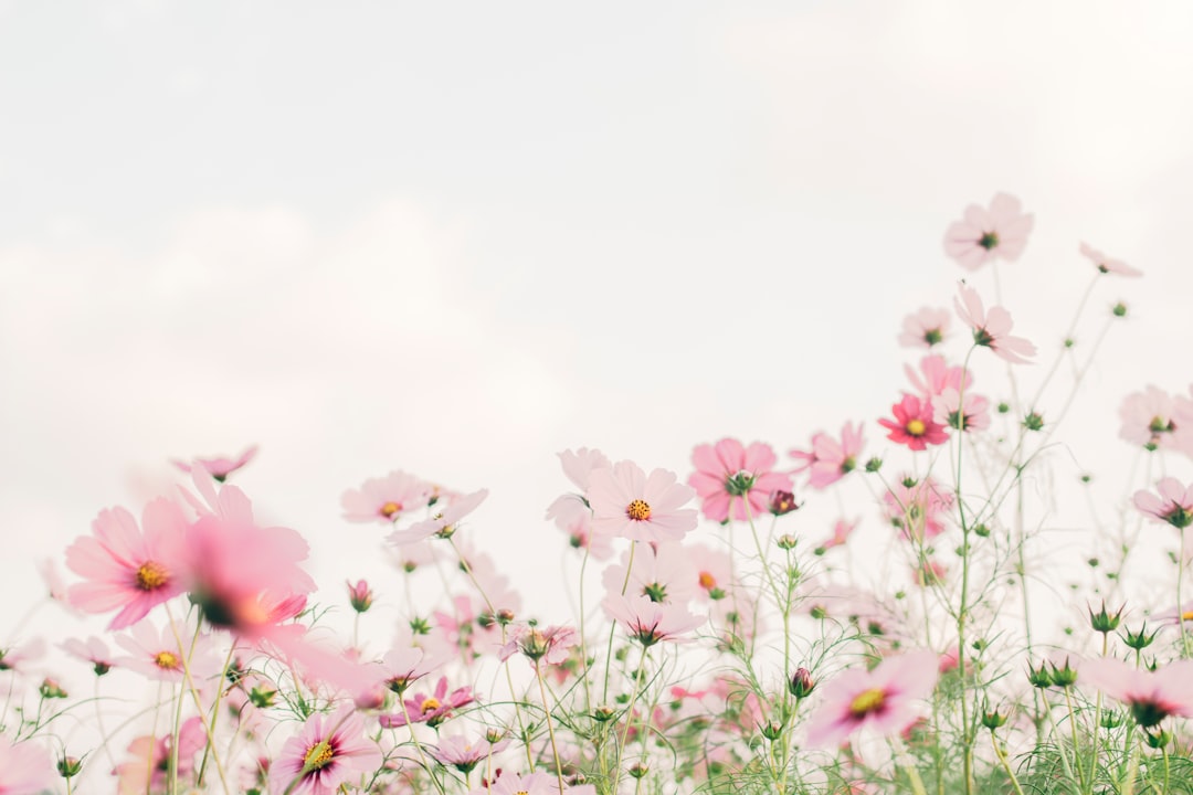 Photo Flower, Pink